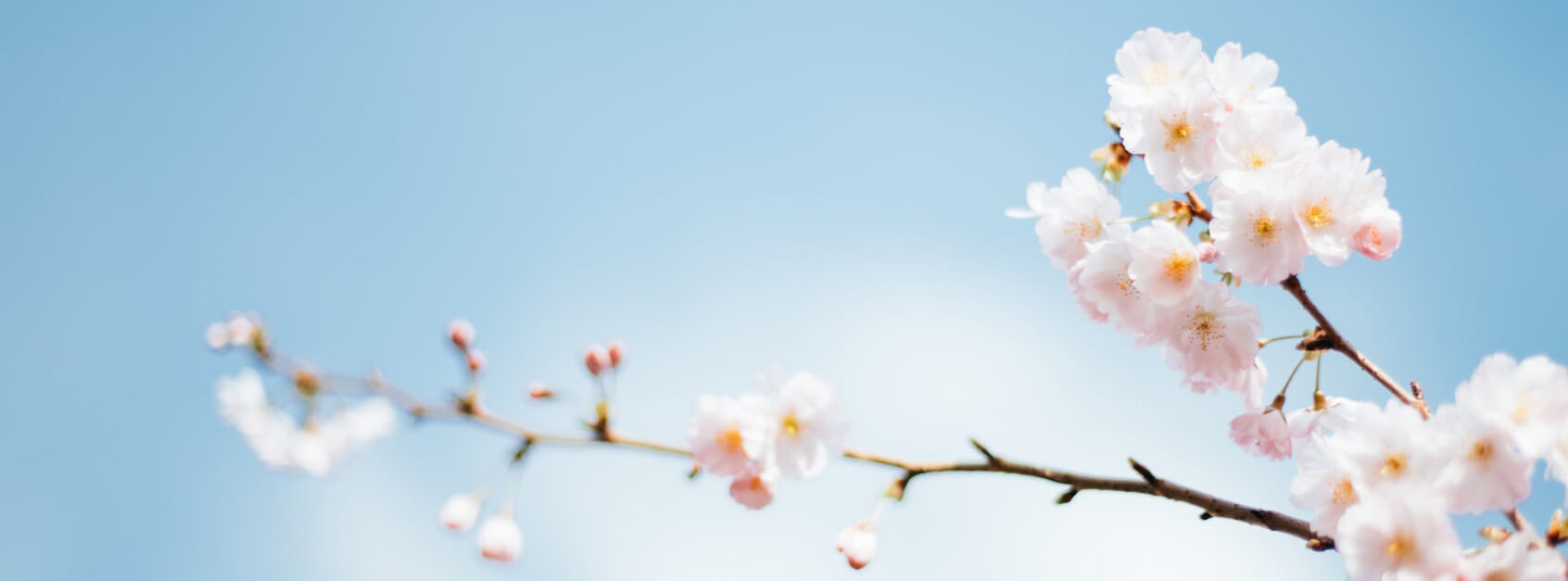 又槐
